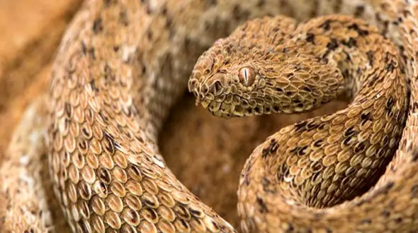 لحظه دیدنی استتار کردن یک مار بزرگ در زیر خاک + فیلم