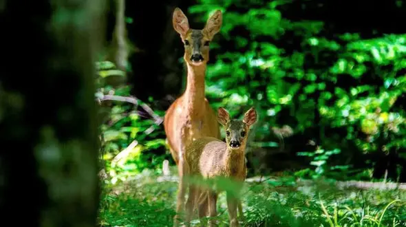 فیلم شنیدن صدای شوکا در قلب جنگل هیرکانی؛ تجربه‌ ای بی‌ نظیر