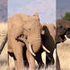 ببینید / فیل‌های باهوش و عبور ایمن از سیم‌خاردار + فیلم