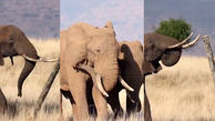 ببینید / فیل‌های باهوش و عبور ایمن از سیم‌خاردار + فیلم