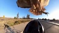 حمله عقاب به مرد دوچرخه سوار ! + فیلم