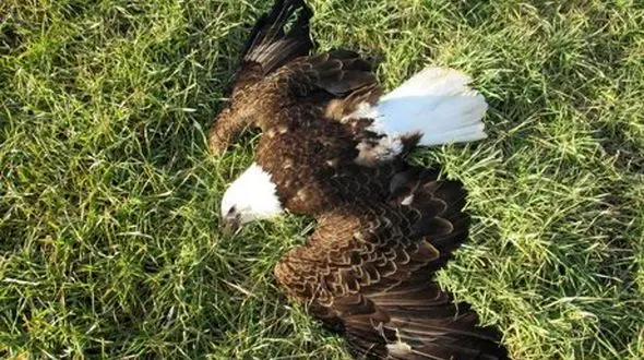 شکارچی عقاب زندانی میشود / با سه هزار عقاب نسل کشی میکرد