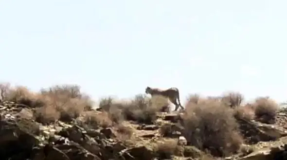 فیلم مشاهده یک قلاده یوزپلنگ ایرانی در پارک ملی توران / امروز رخ داد