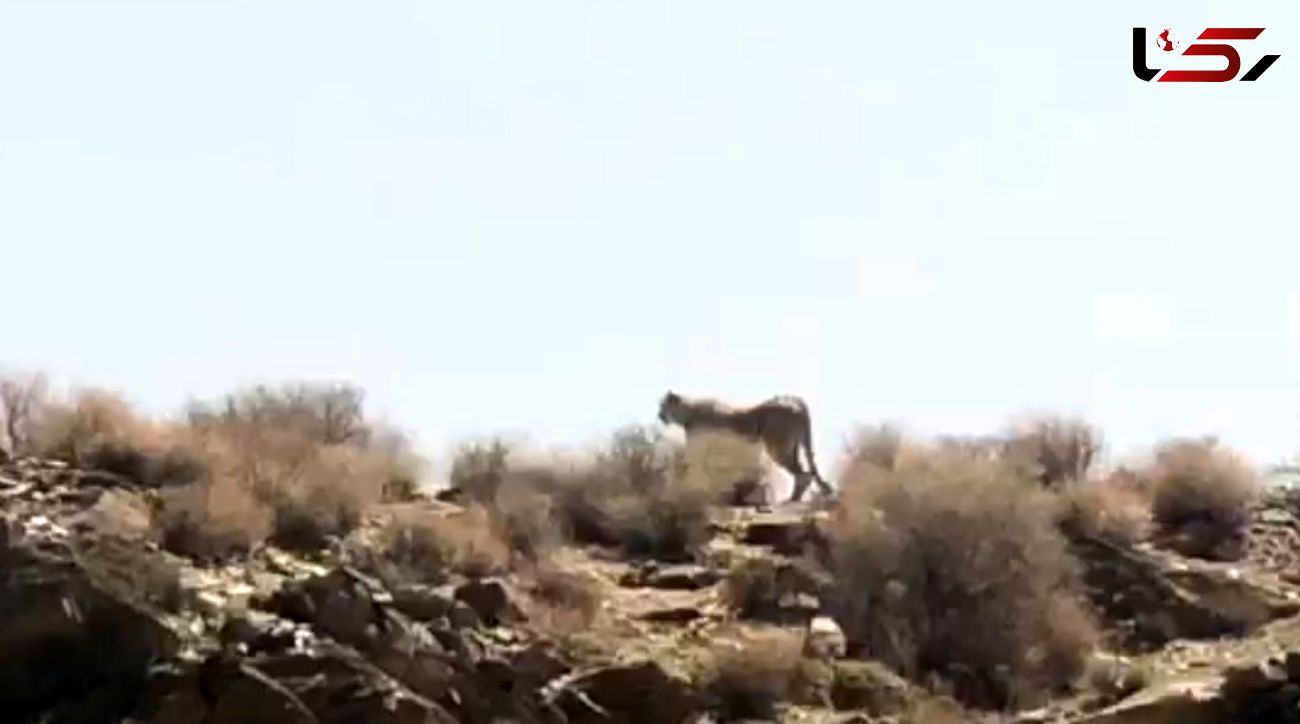 فیلم مشاهده یک قلاده یوزپلنگ ایرانی در پارک ملی توران / امروز رخ داد