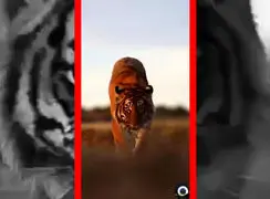 فیلم قدم زدن با ابهت ببر در طبیعت