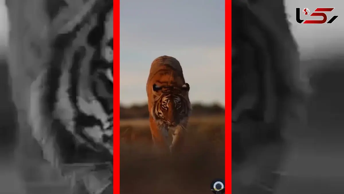 فیلم قدم زدن با ابهت ببر در طبیعت