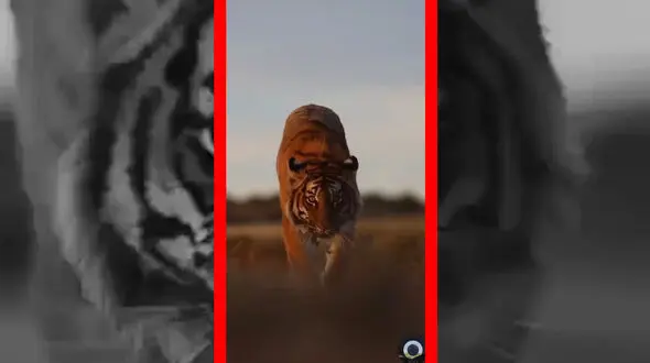 فیلم قدم زدن با ابهت ببر در طبیعت