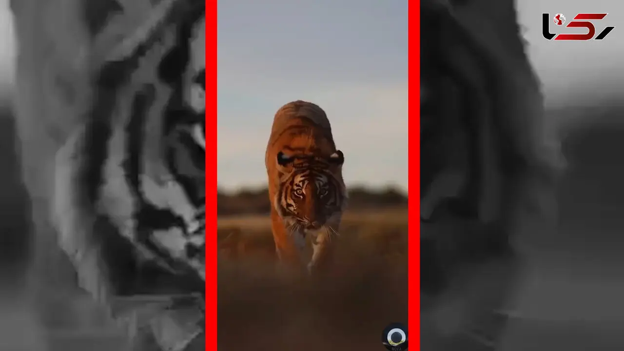 فیلم قدم زدن با ابهت ببر در طبیعت