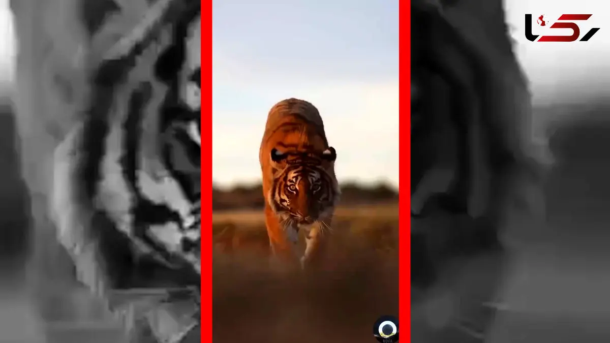 فیلم قدم زدن با ابهت ببر در طبیعت