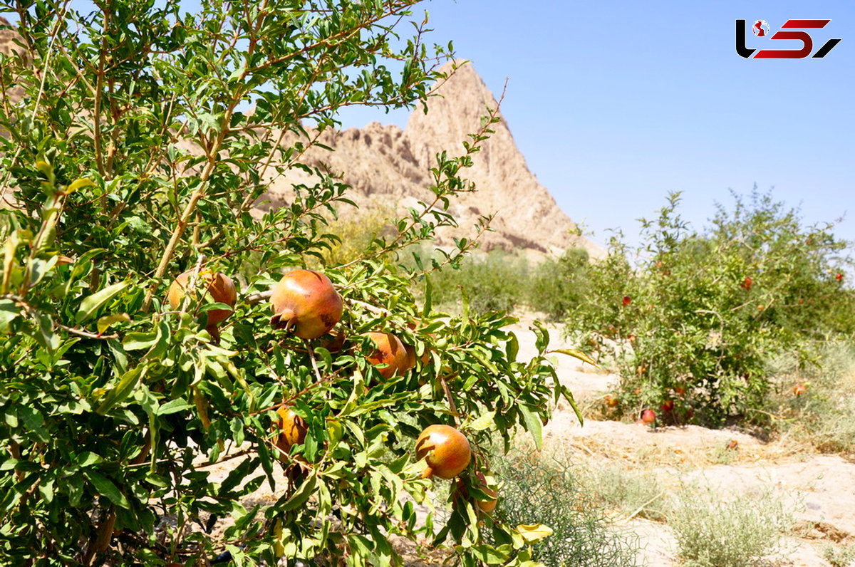 کاشت بیش از یک‌میلیون اصله درخت مثمر در ۶ سال گذشته در قم