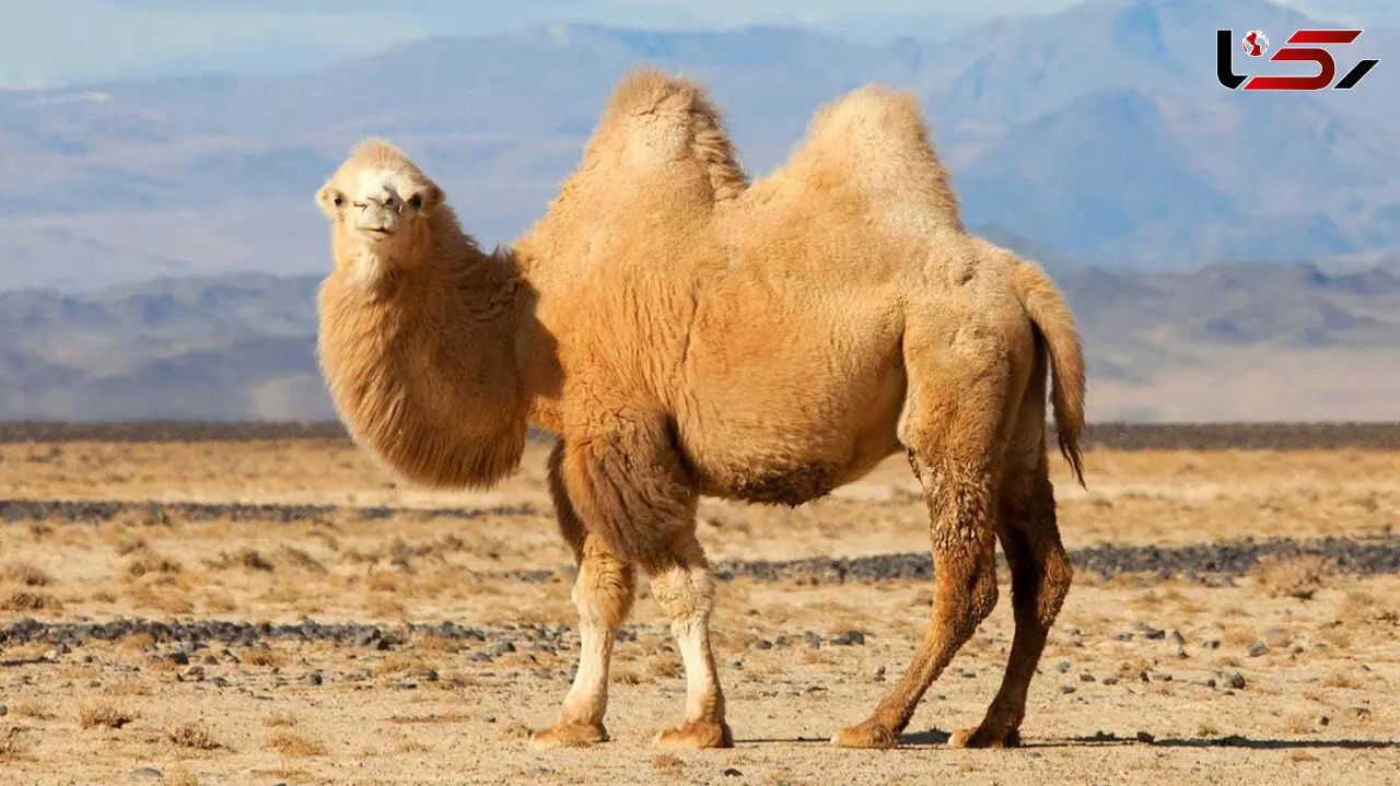قیمت شتر چند؟