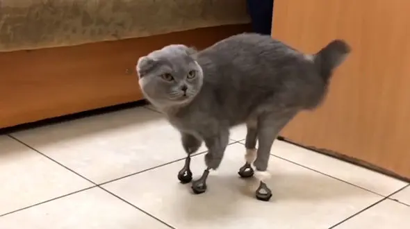 چاپ سه بعدی در خدمت حیوانات معلول + فیلم