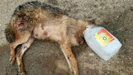 عکس دردناک از مرگ روباه که سرش داخل دبه ماست گیر کرده بود!