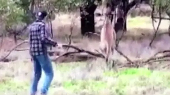 نبرد تن به تن مرد جوان با کانگورو + عکس