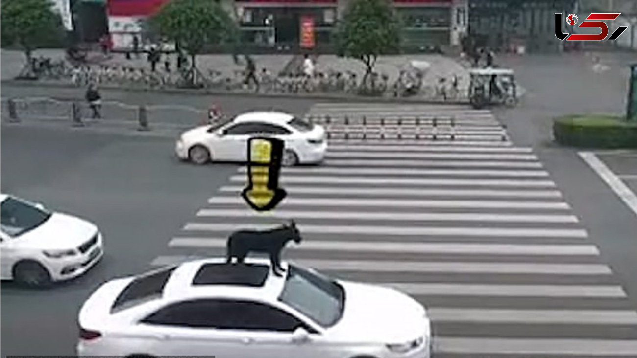 صحنه عجیبی که راننده چینی در خیابان خلق کرد ! + فیلم