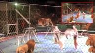 حمله وحشتناک شیرهای درنده سیرک به سه مربی زن و مرد در مقابل مردم + عکس 