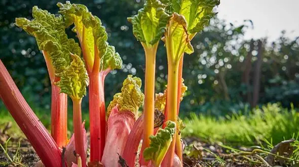 رنگ کردن مو با ریواس: راهی طبیعی و سالم برای زیبایی
