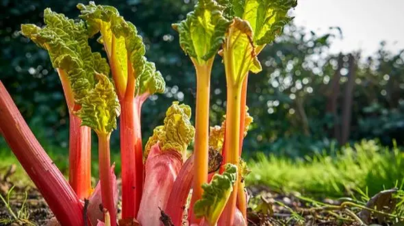 رنگ کردن مو با ریواس: راهی طبیعی و سالم برای زیبایی