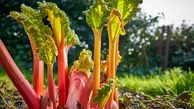 رنگ کردن مو با ریواس: راهی طبیعی و سالم برای زیبایی