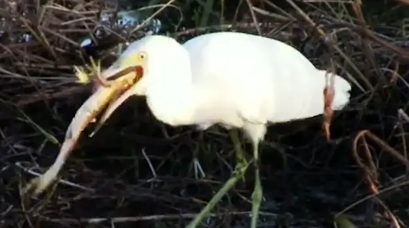 بلعیدن قورباغه بزرگ توسط حواصیل + فیلم