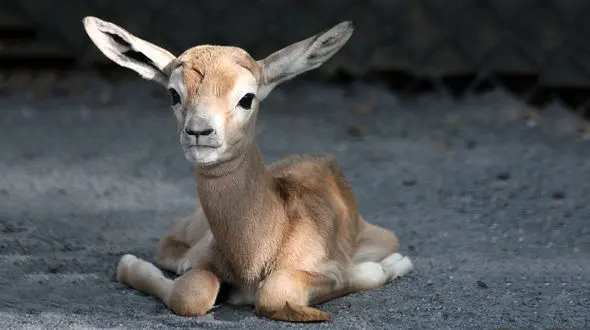 مرد نیشابوری که در خانه اش بره آهو نگهداری می کرد دستگیر شد