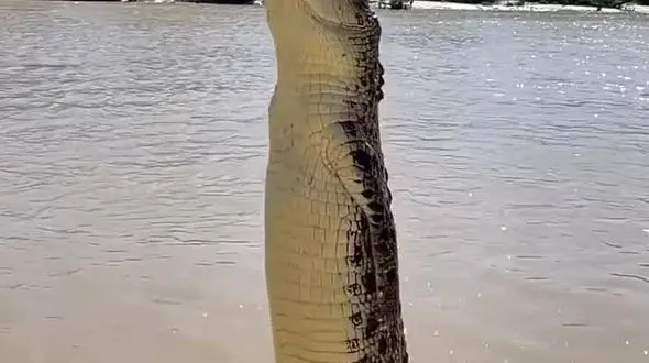 ببینید / تلاش تمساح برای خوردن غذایش + فیلم