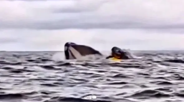 فیلم لحظه بلعیده شدن کایاک‌سوار شیلیایی توسط نهنگ عظیم‌الجثه 