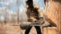 عامل قطع درختان بلوط در دنا دستگیر شد/ قطع ۱۵ درخت با اره برقی