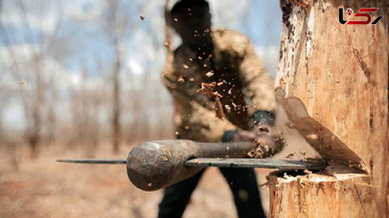 عامل قطع درختان بلوط در دنا دستگیر شد/ قطع ۱۵ درخت با اره برقی