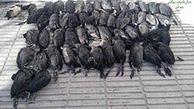 بازداشت عامل قتل عام پرندگان در خلیج گرگان / شکارچیان با قایق تفریحی به شکار رفته بودند