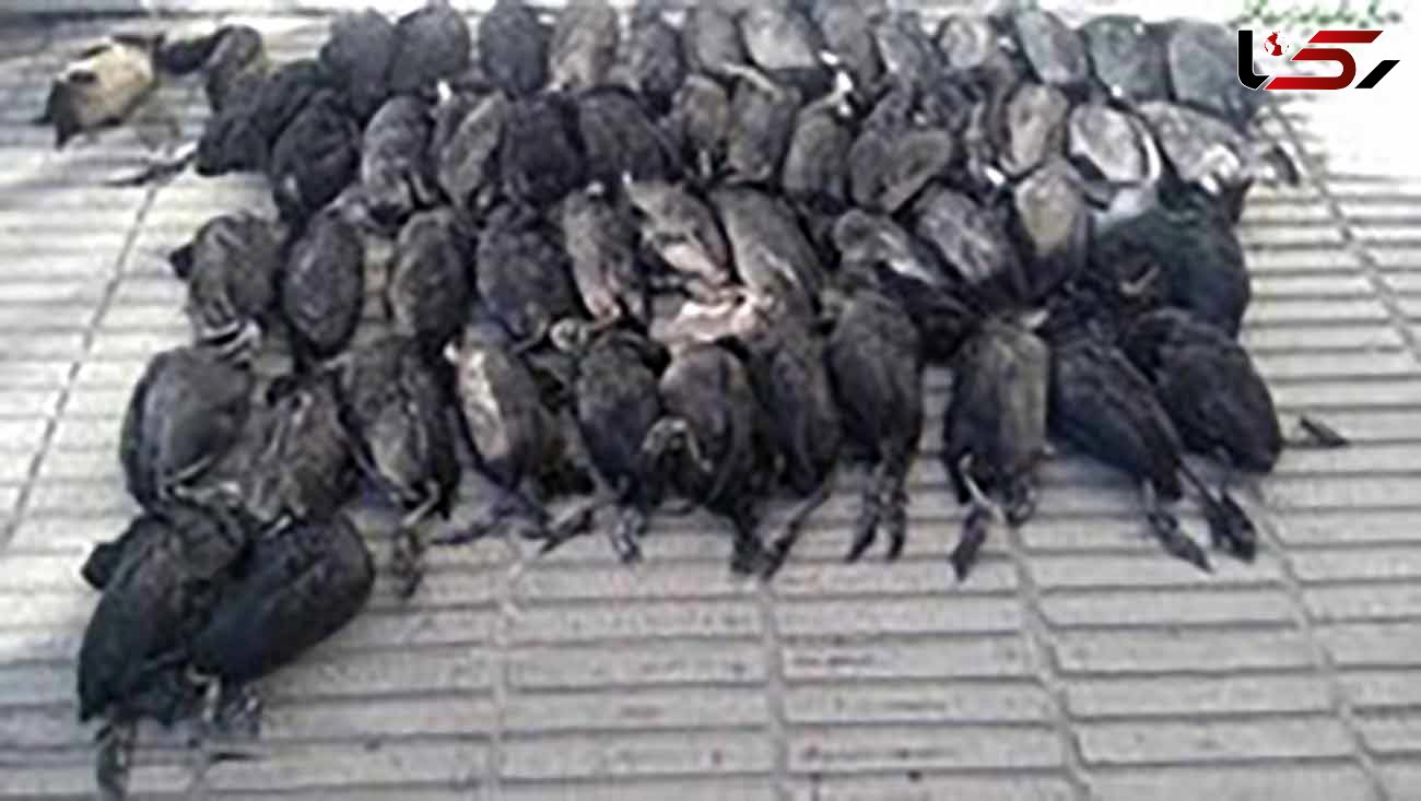 بازداشت عامل قتل عام پرندگان در خلیج گرگان / شکارچیان با قایق تفریحی به شکار رفته بودند