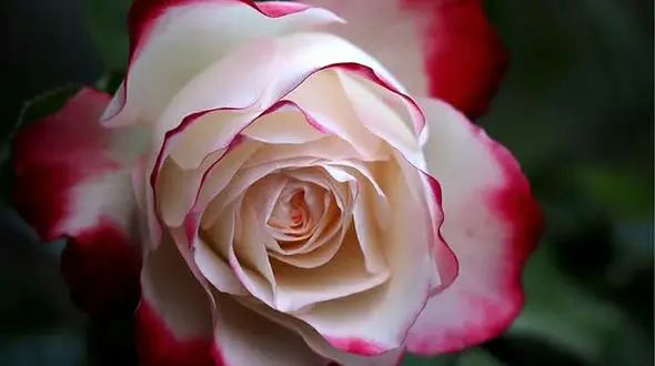 فال ابجد امروز / 12 دی + فیلم