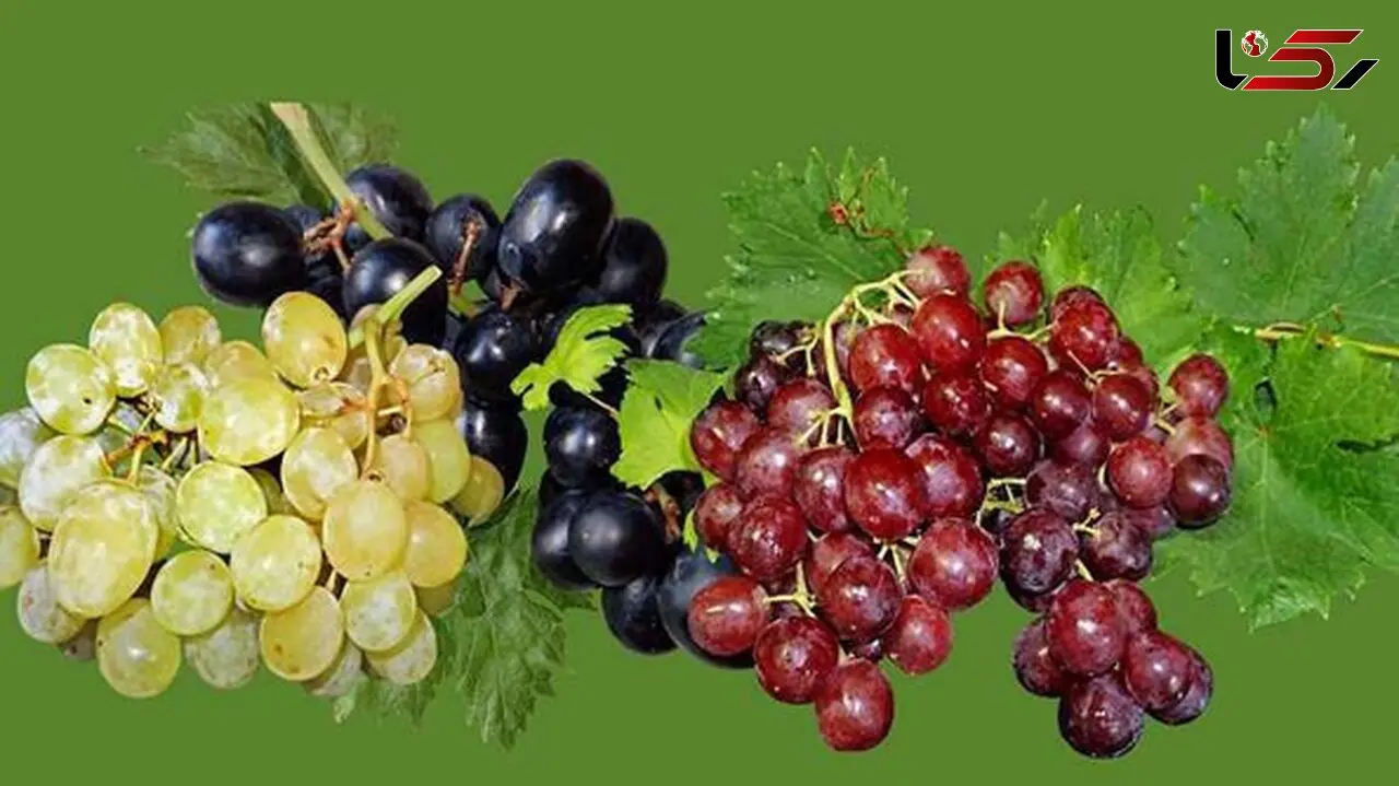 انگور و تأثیرات مثبت آن بر بدن: یک رویکرد علمی
