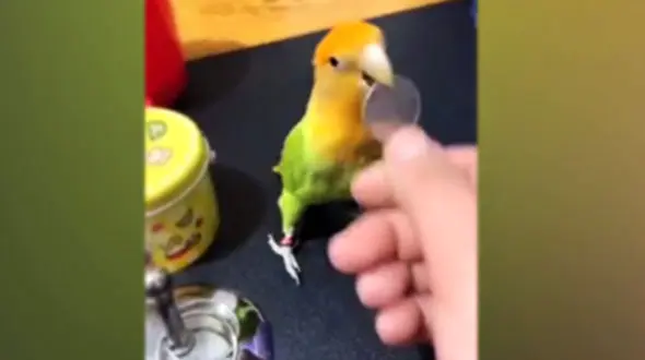 این طوطی باهوش شما را غافلگیر می کند+ فیلم