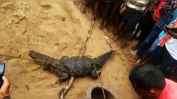 وحشت از  یک کروکودیل در مزرعه سرسبز + فیلم