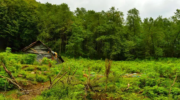 معرفی 9 جنگل زیبای ایران برای تعطیلات نوروز + عکس