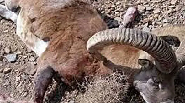 شکار شکارچیان در نقطه صفر مرزی / روانه زندان شدند