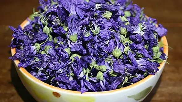 گیاهی که تب کودکان را پایین می آورد