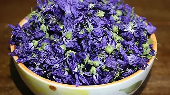 گیاهی که تب کودکان را پایین می آورد