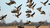 پایش وضعیت آنفلوانزای فوق حاد پرندگان در تالاب های پلدختر