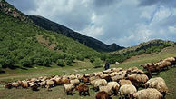 آماری از ابطال پروانه های چرا در سمنان 