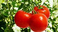 برداشت گوجه فرنگی و رضایت کشاورزان