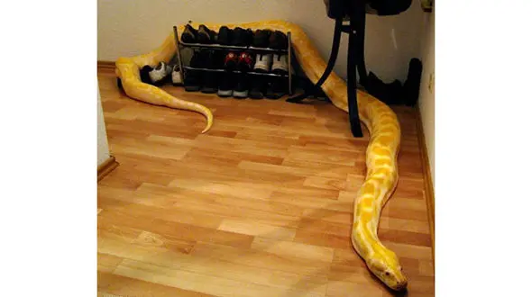 مار و مارمولک هم حیوان خانگی شدند! / فروش اینترنتی مار از ۳۰۰ هزار تومان 