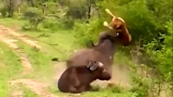 ببینید / تکه‌ پاره کردن شیر جوان و طمعکار توسط گاو غیرتی! +فیلم