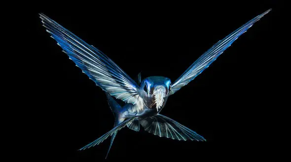 تصاویری شگفت‌آور از دنیای زیر آب