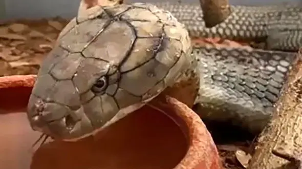 لحظه پر استرس و رعب آور آب خوردن مار کبرا / حتما ببینید !