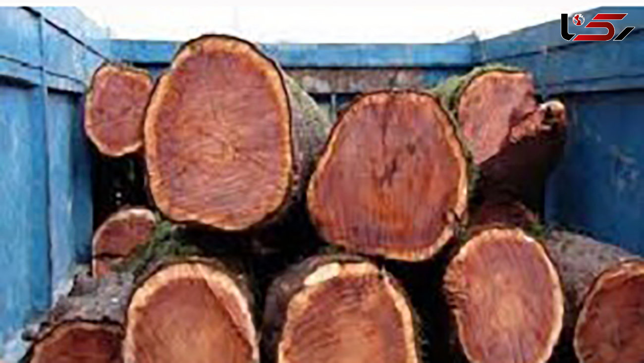 کشف 3 تن چوب جنگلی قاچاق در ساری
