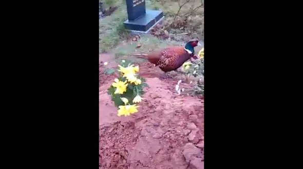 اتفاق نادر به خاطر محبت زن مسلمان به یک پرنده/ مرغ عشق را پس از مرگ زن معنا کرد+فیلم