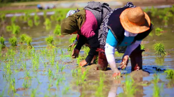به جای 600 هزار تن برنج، 2 میلیون تن وارد شد!