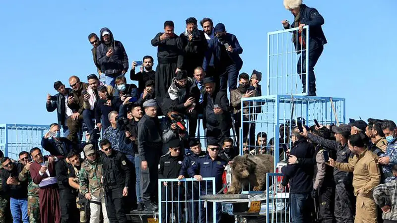 رهایی خرس ها